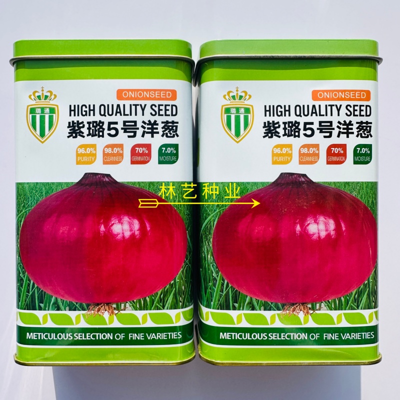 紫璐5号洋葱种子紫皮圆葱扁圆高产抗病耐储甜脆秋季大田蔬菜