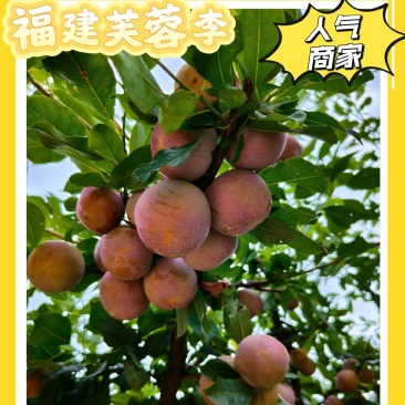 古田高山芙蓉李，颜色粉红，果大多汁，入口甜，口感脆，便宜