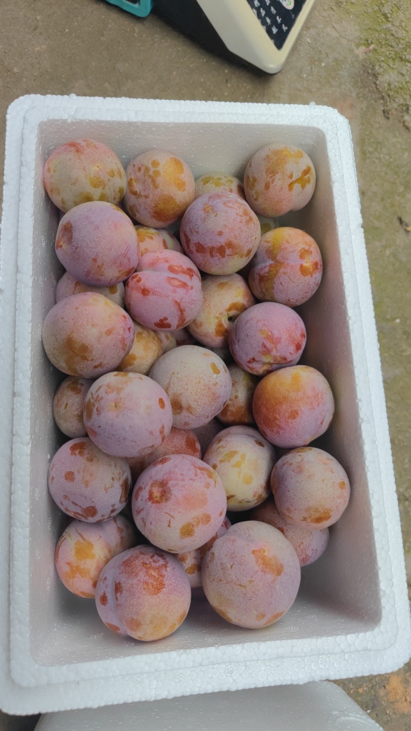古田高山芙蓉李，颜色粉红，果大多汁，入口甜，口感脆，便宜