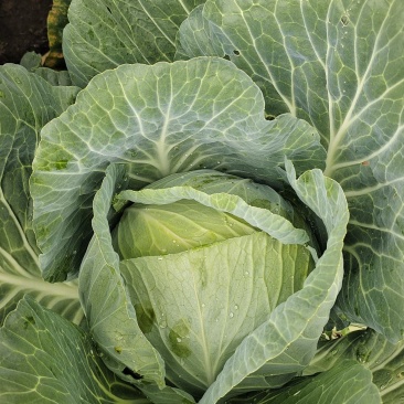 圆包菜