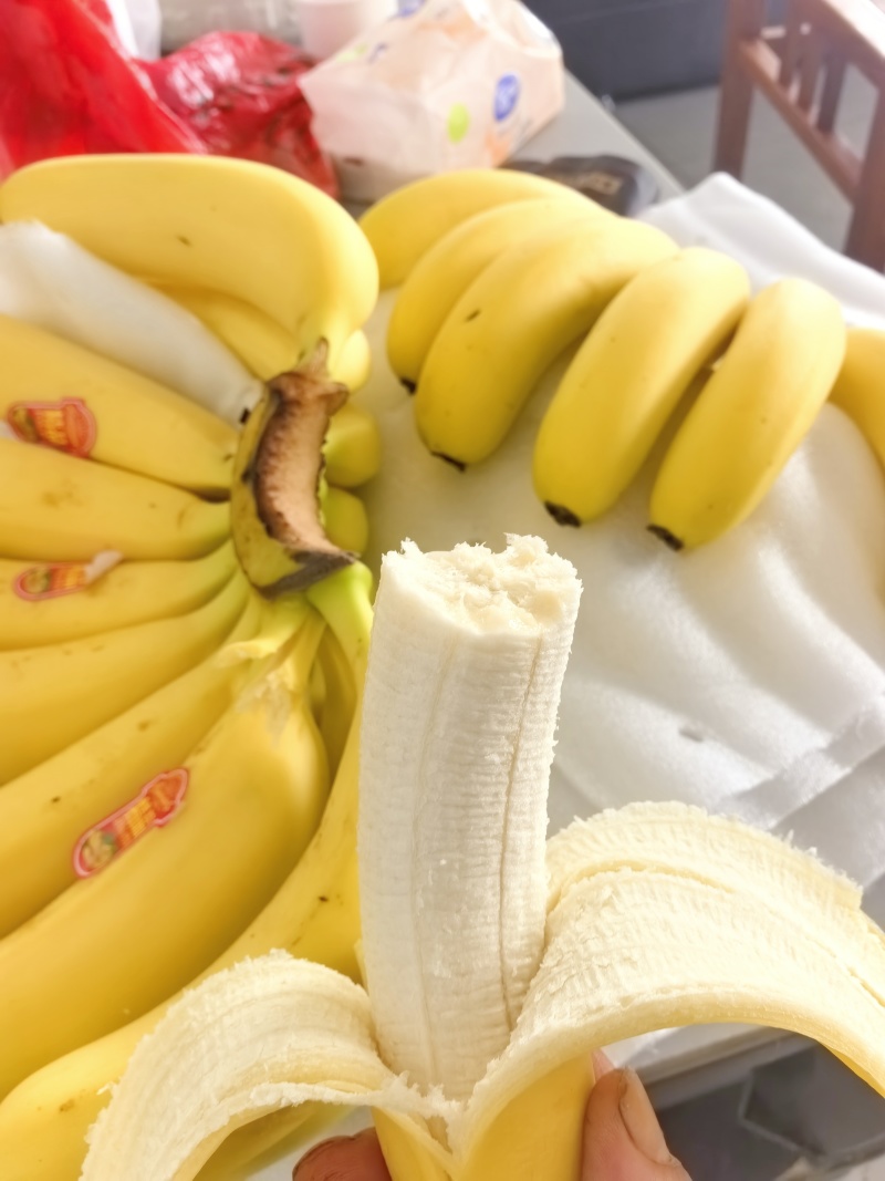 威廉斯香蕉苗巴西南天王