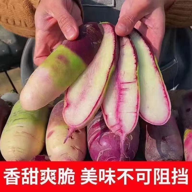 冰甜心7号冰淇淋水果萝卜种籽高产早熟甜脆三色原装正品大田