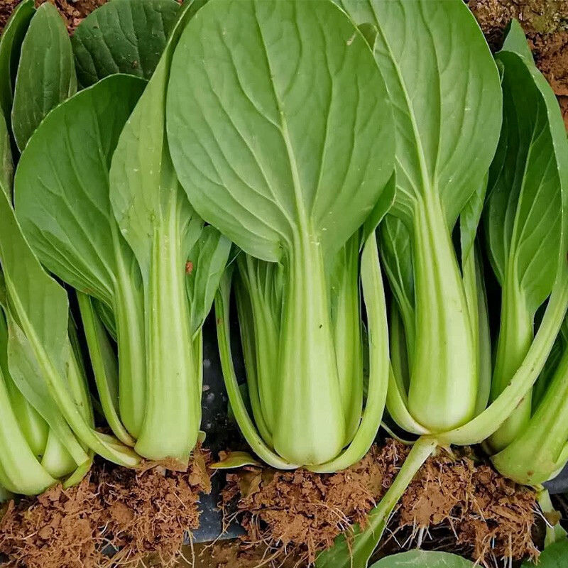 夏美帝青菜种子上海青菜种籽耐热耐湿不拔节高产抗病春夏秋播