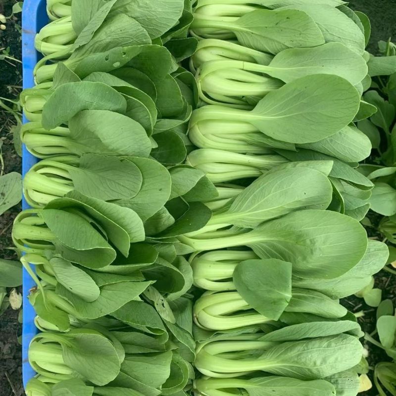 夏美帝青菜种子上海青菜种籽耐热耐湿不拔节高产抗病春夏秋播