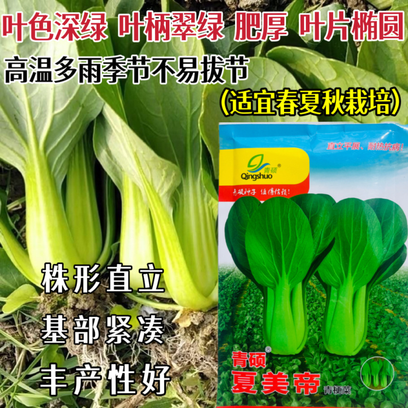 夏美帝青菜种子上海青菜种籽耐热耐湿不拔节高产抗病春夏秋播