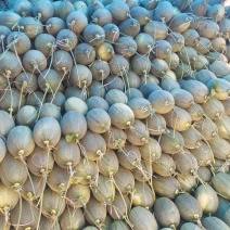 泾阳哈密瓜