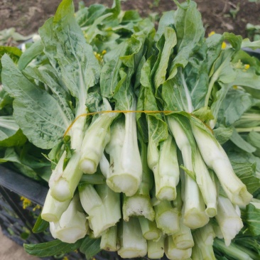 绿园满苔白菜苔种子特早熟耐寒抗病苔色嫩白苔多高产适应强