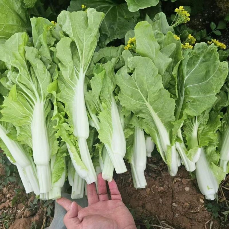 绿园满苔白菜苔种子特早熟耐寒抗病苔色嫩白苔多高产适应强