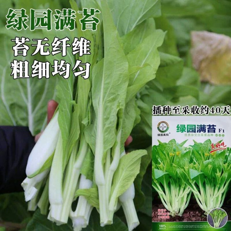 绿园满苔白菜苔种子特早熟耐寒抗病苔色嫩白苔多高产适应强