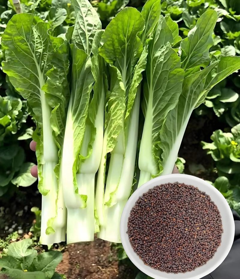 绿园满苔白菜苔种子特早熟耐寒抗病苔色嫩白苔多高产适应强