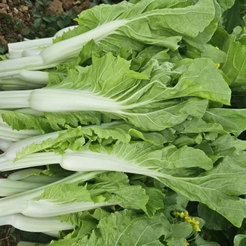 绿园满苔白菜苔种子特早熟耐寒抗病苔色嫩白苔多高产适应强
