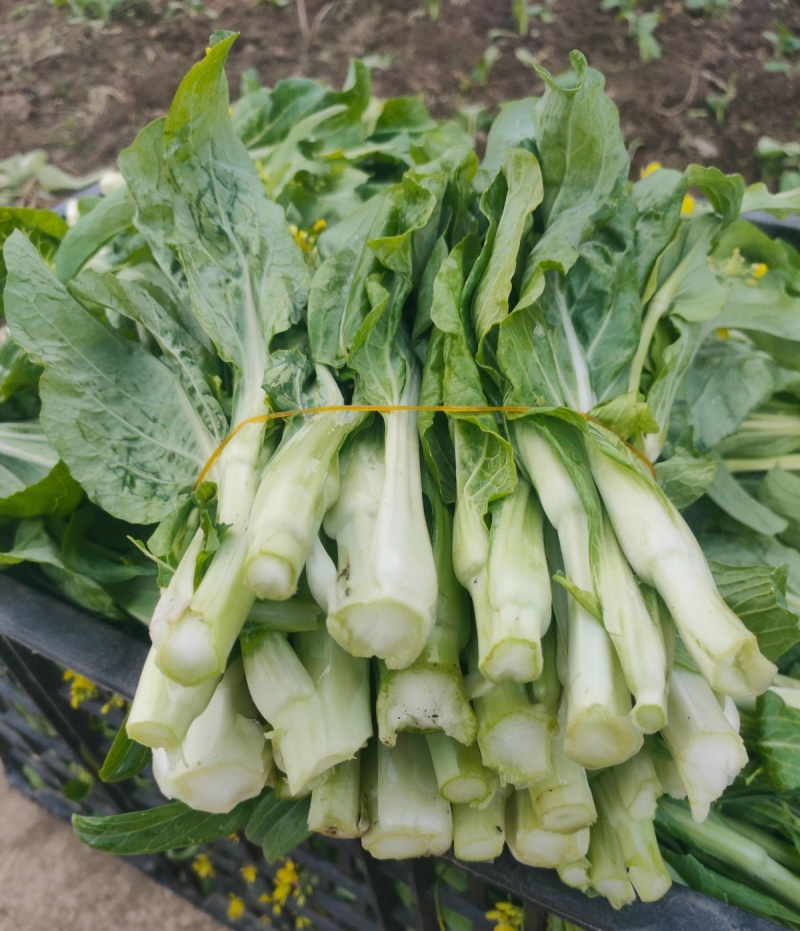 绿园满苔白菜苔种子特早熟耐寒抗病苔色嫩白苔多高产适应强