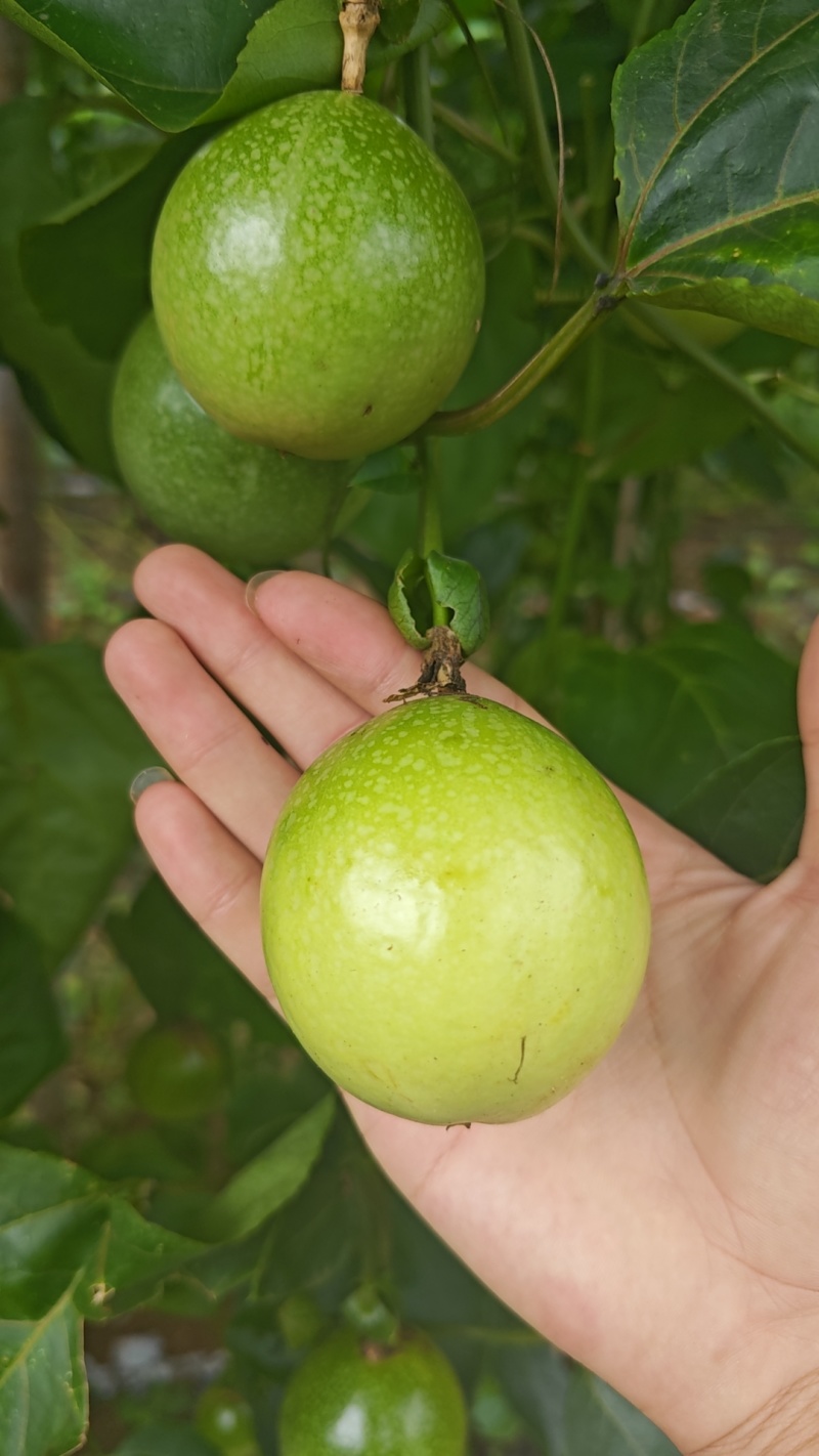 钦蜜9号，纯甜无酸，口感很好