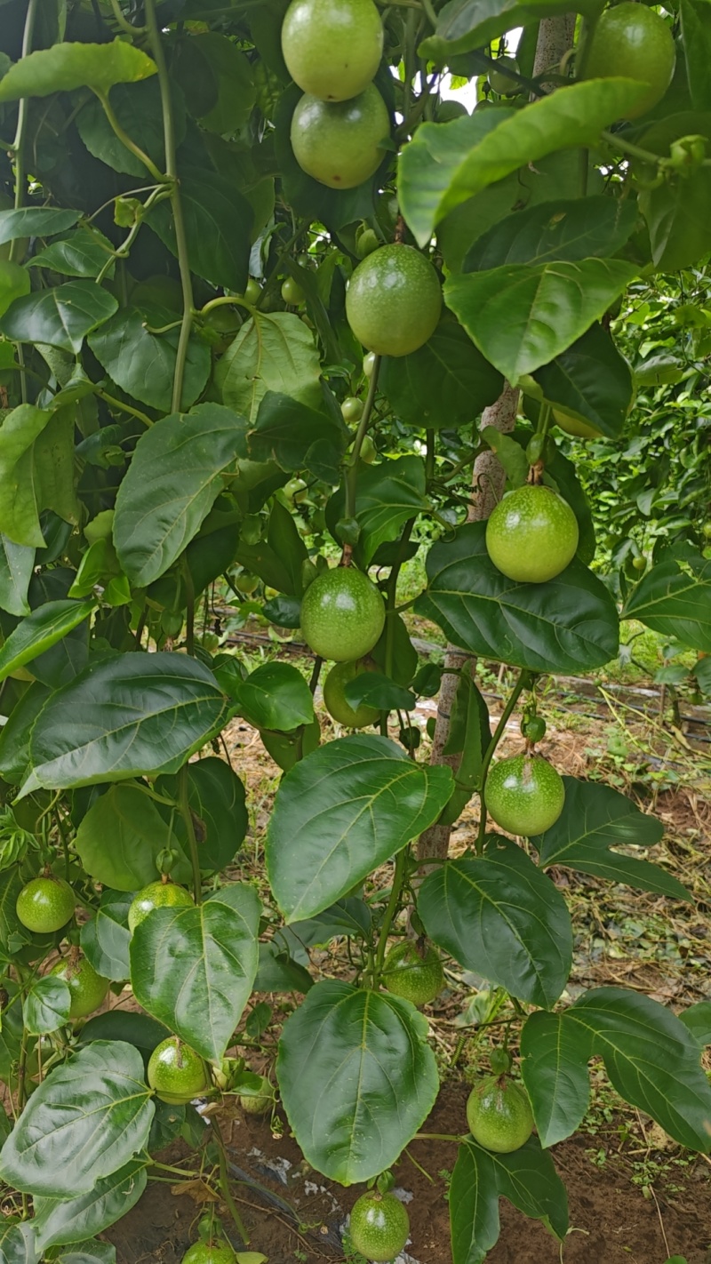 钦蜜9号，纯甜无酸，口感很好