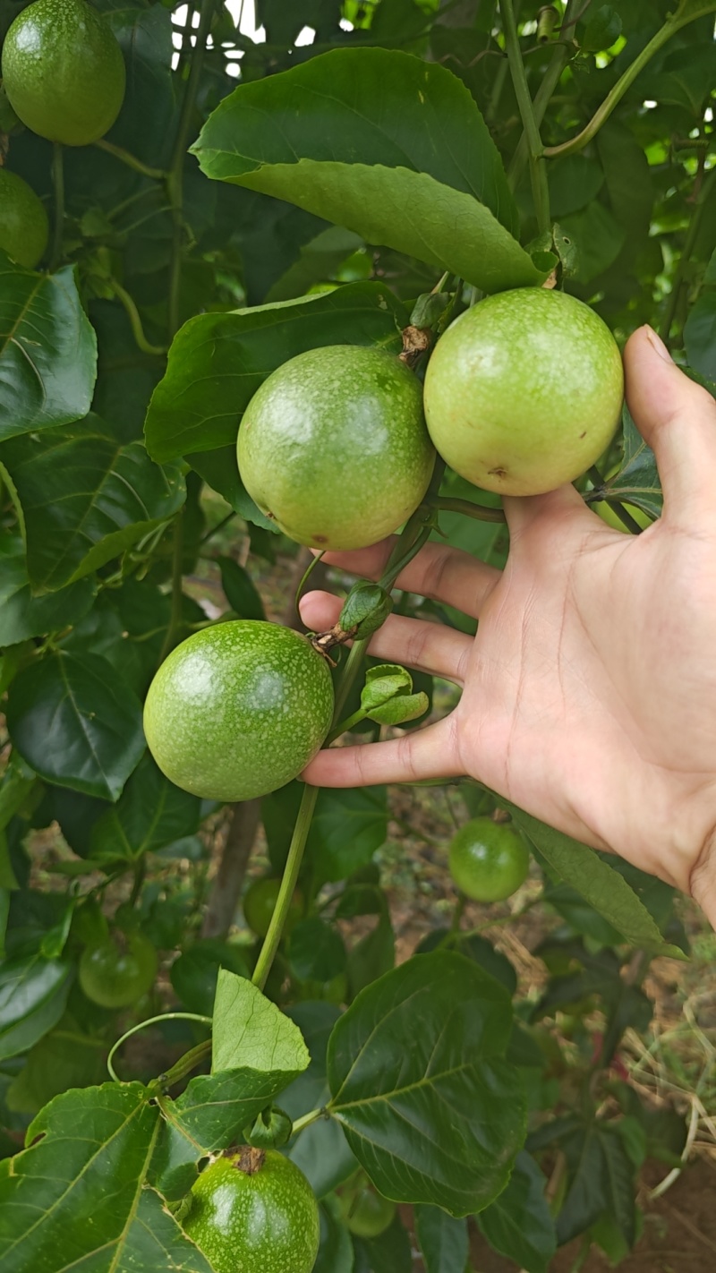 钦蜜9号，纯甜无酸，口感很好