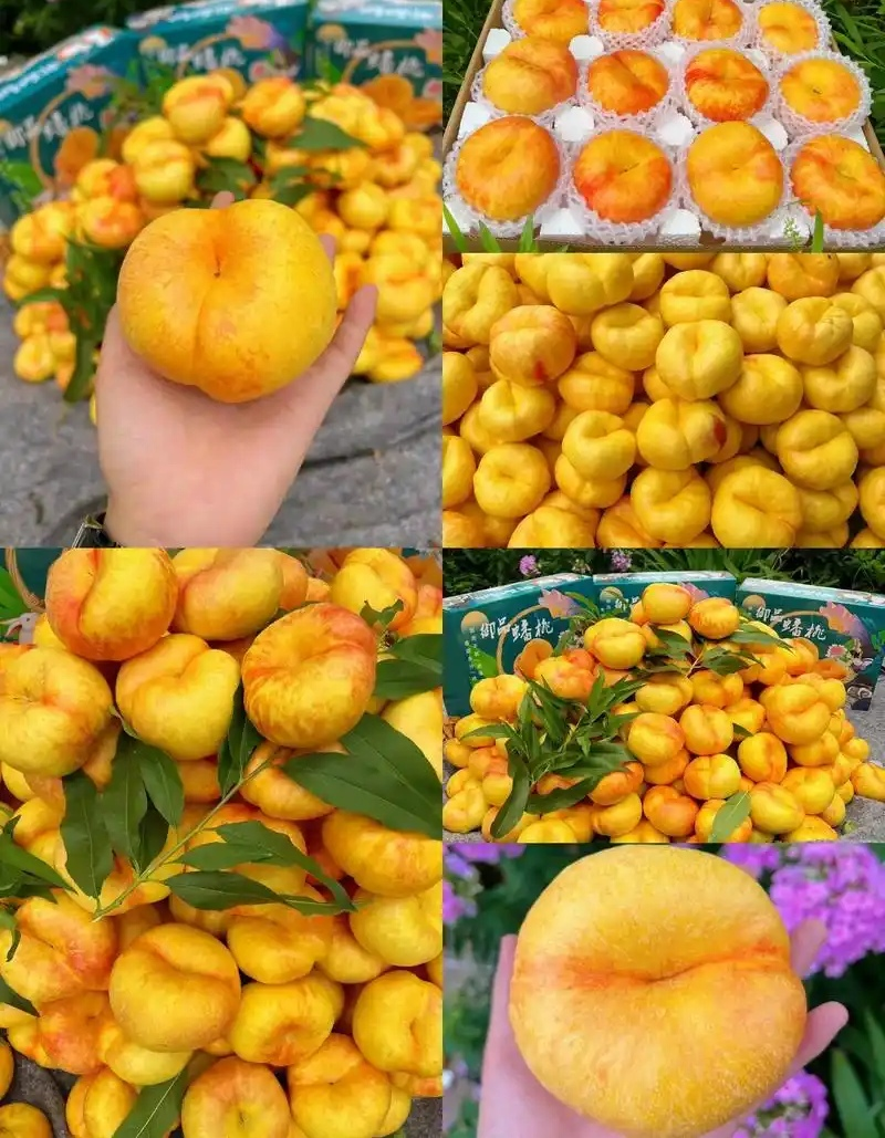 《油蟠桃》蒙阴油蟠桃/一件代发/原产地现摘/可全国发货