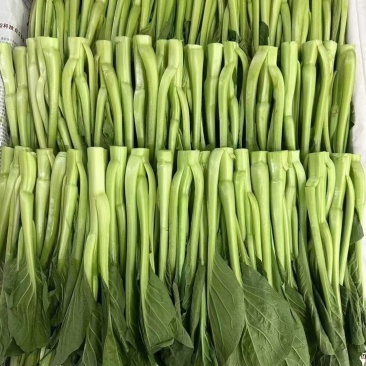 绿苔1号早熟甜菜心种子耐寒耐热甜菜苔种籽农家菜园盆栽