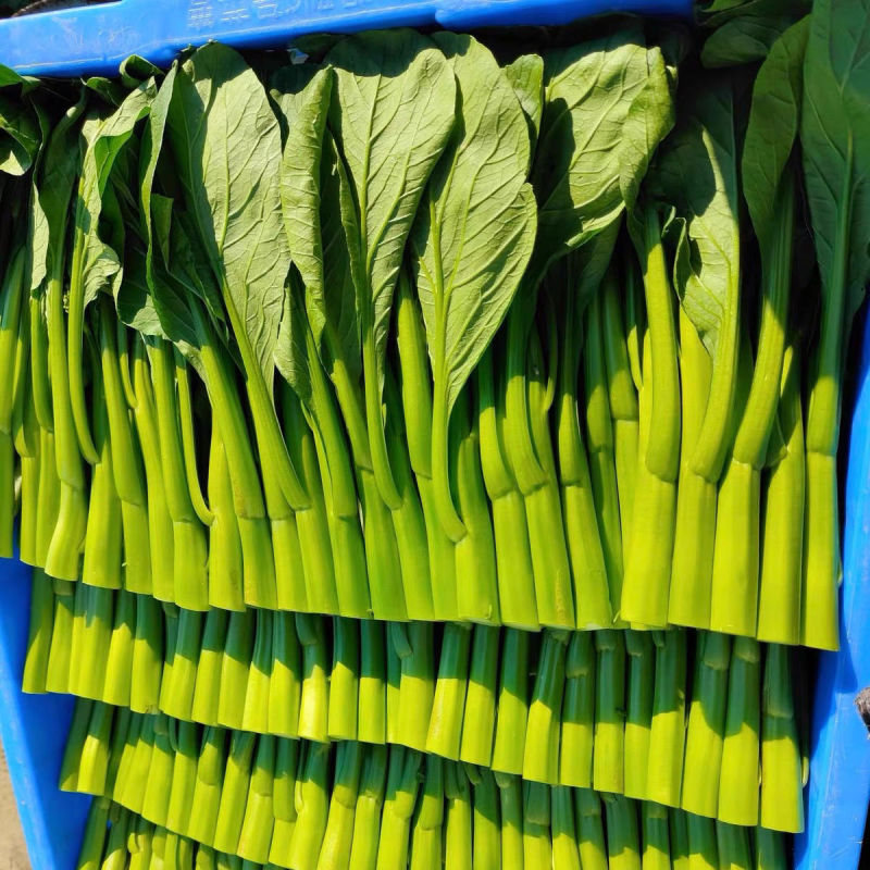 绿苔1号早熟甜菜心种子耐寒耐热甜菜苔种籽农家菜园盆栽