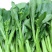 绿苔1号早熟甜菜心种子耐寒耐热甜菜苔种籽农家菜园盆栽