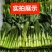 绿苔1号早熟甜菜心种子耐寒耐热甜菜苔种籽农家菜园盆栽