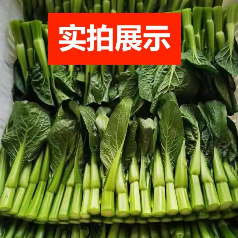 绿苔1号早熟甜菜心种子耐寒耐热甜菜苔种籽农家菜园盆栽