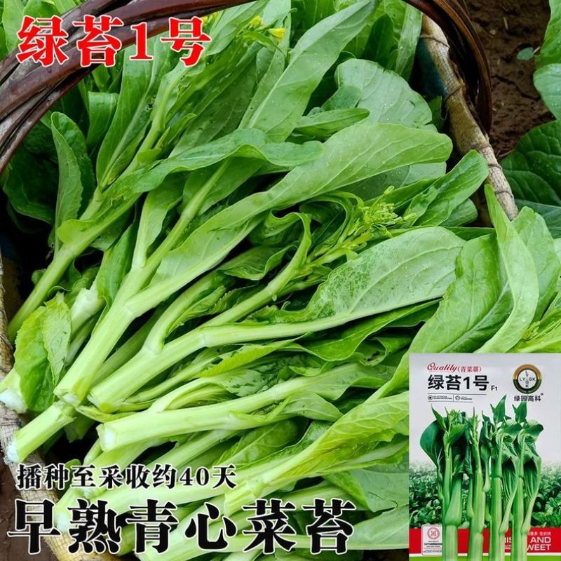 绿苔1号早熟甜菜心种子耐寒耐热甜菜苔种籽农家菜园盆栽
