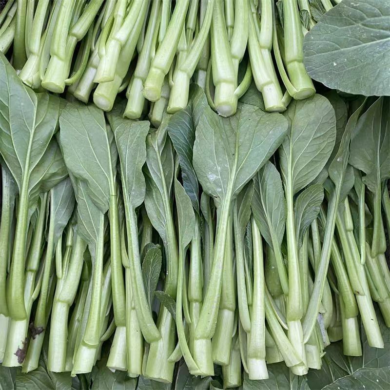 绿苔1号早熟甜菜心种子耐寒耐热甜菜苔种籽农家菜园盆栽