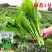 绿苔1号早熟甜菜心种子耐寒耐热甜菜苔种籽农家菜园盆栽