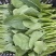 绿苔1号早熟甜菜心种子耐寒耐热甜菜苔种籽农家菜园盆栽