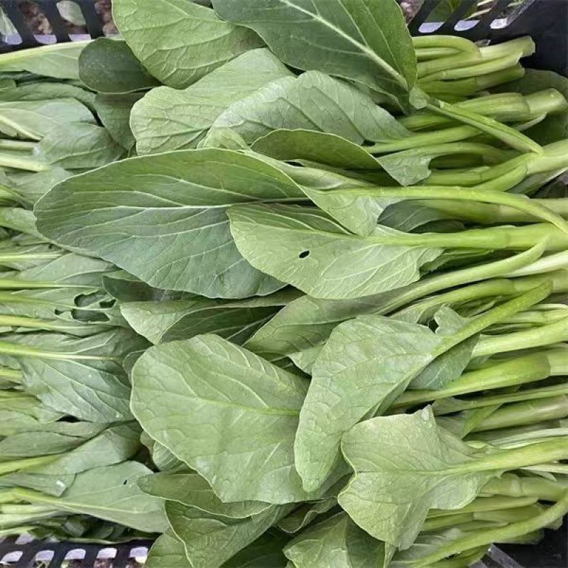 绿苔1号早熟甜菜心种子耐寒耐热甜菜苔种籽农家菜园盆栽
