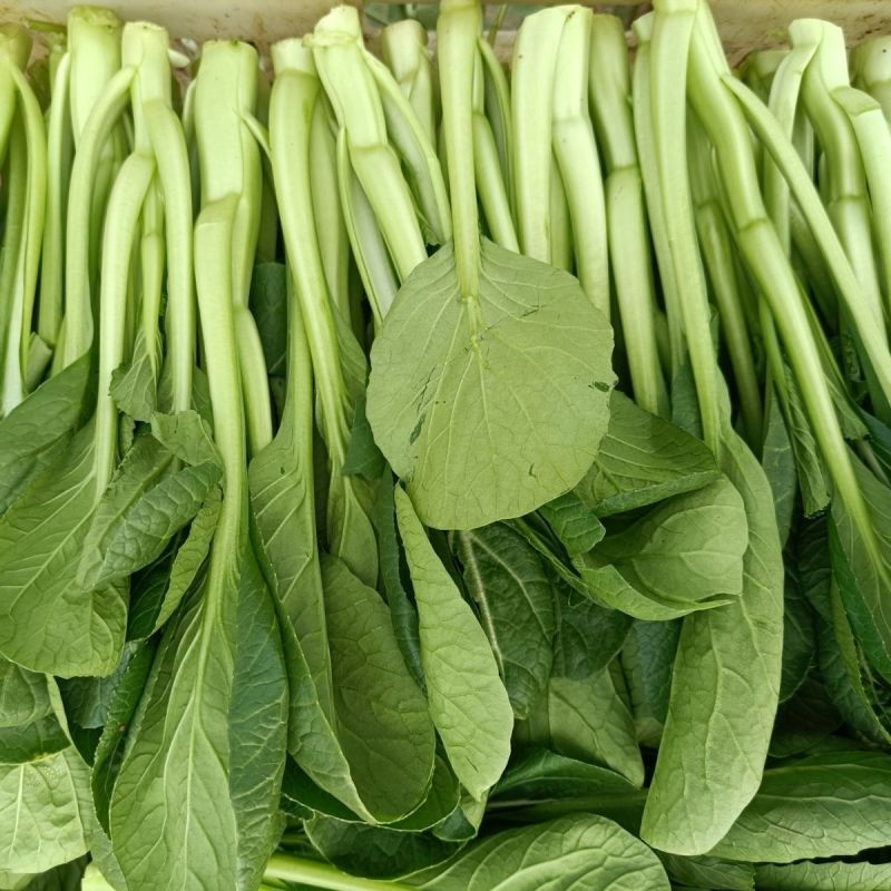 绿苔1号早熟甜菜心种子耐寒耐热甜菜苔种籽农家菜园盆栽