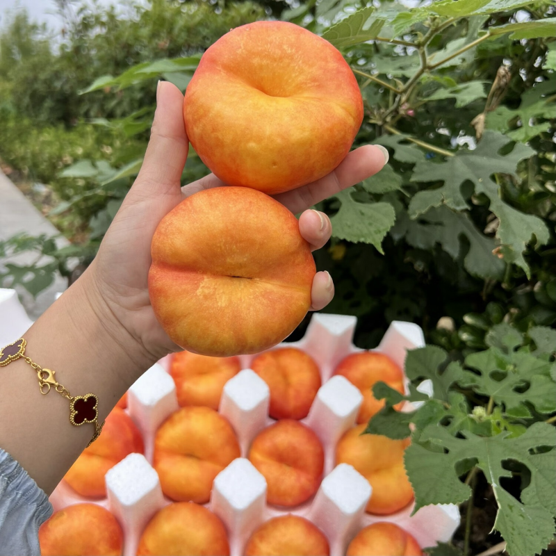 《一件代发》黄油蟠桃&蒙阴蟠桃/电商平台社区团购现摘现发