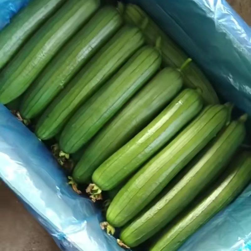 精品油皮丝瓜