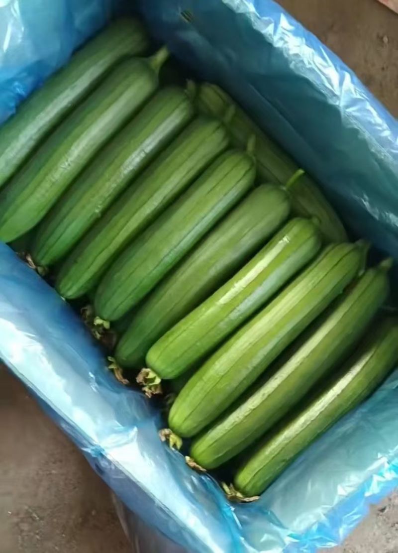 精品油皮丝瓜