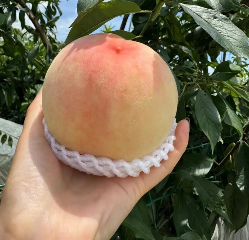 《水蜜桃》一件代发&电商平台/蒙阴水蜜桃/现摘现发