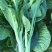 奶油白菜苔种子甜脆四季庭院农田青菜健康蔬菜种子早熟白菜心