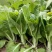 奶油白菜苔种子甜脆四季庭院农田青菜健康蔬菜种子早熟白菜心
