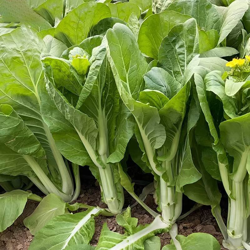 奶油白菜苔种子甜脆四季庭院农田青菜健康蔬菜种子早熟白菜心
