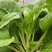 奶油白菜苔种子甜脆四季庭院农田青菜健康蔬菜种子早熟白菜心