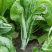 奶油白菜苔种子甜脆四季庭院农田青菜健康蔬菜种子早熟白菜心