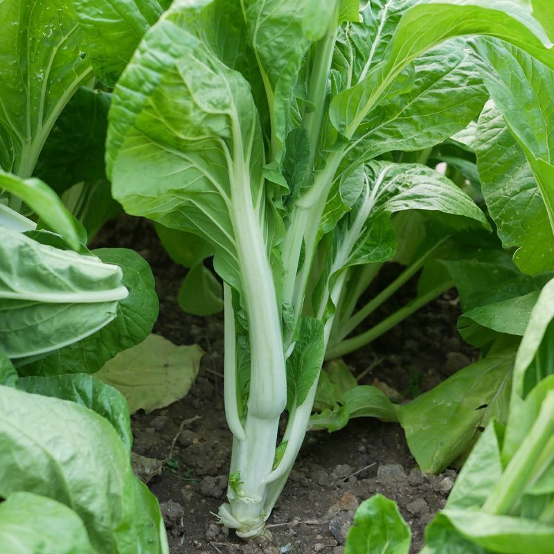 奶油白菜苔种子甜脆四季庭院农田青菜健康蔬菜种子早熟白菜心