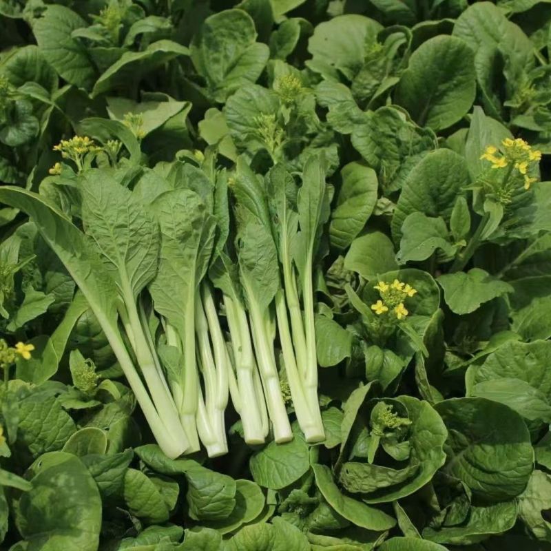 奶油白菜苔种子甜脆四季庭院农田青菜健康蔬菜种子早熟白菜心