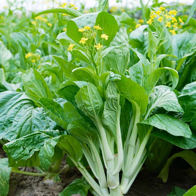 奶油白菜苔种子甜脆四季庭院农田青菜健康蔬菜种子早熟白菜心