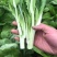 奶油白菜苔种子甜脆四季庭院农田青菜健康蔬菜种子早熟白菜心