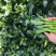 宁夏无渣四季尖叶甜菜心种子粗条甜脆菜苔芯籽春秋冬季农家蔬