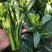 宁夏无渣四季尖叶甜菜心种子粗条甜脆菜苔芯籽春秋冬季农家蔬