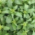 宁夏无渣四季尖叶甜菜心种子粗条甜脆菜苔芯籽春秋冬季农家蔬