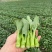 宁夏无渣四季尖叶甜菜心种子粗条甜脆菜苔芯籽春秋冬季农家蔬