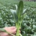 宁夏无渣四季尖叶甜菜心种子粗条甜脆菜苔芯籽春秋冬季农家蔬