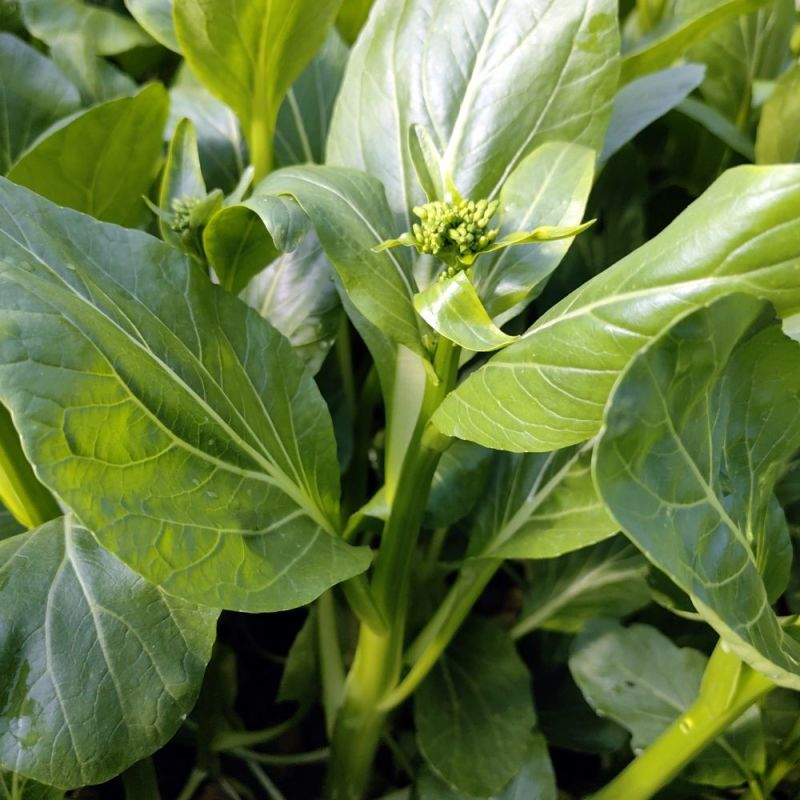 宁夏无渣四季尖叶甜菜心种子粗条甜脆菜苔芯籽春秋冬季农家蔬